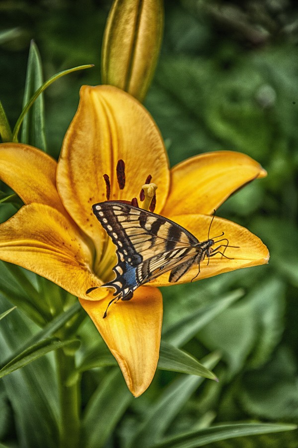 butterfly 5 by Eugene Rosenthal